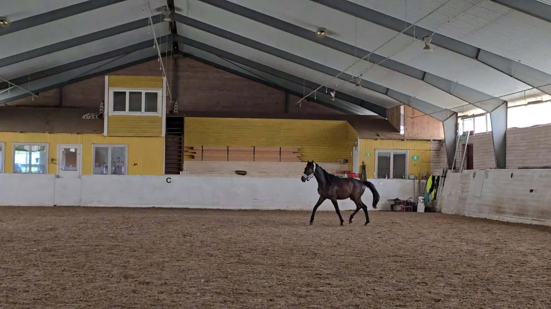 Allround hästar till salu: Ej påbörjad treåring i Örsundsbro - Video 1