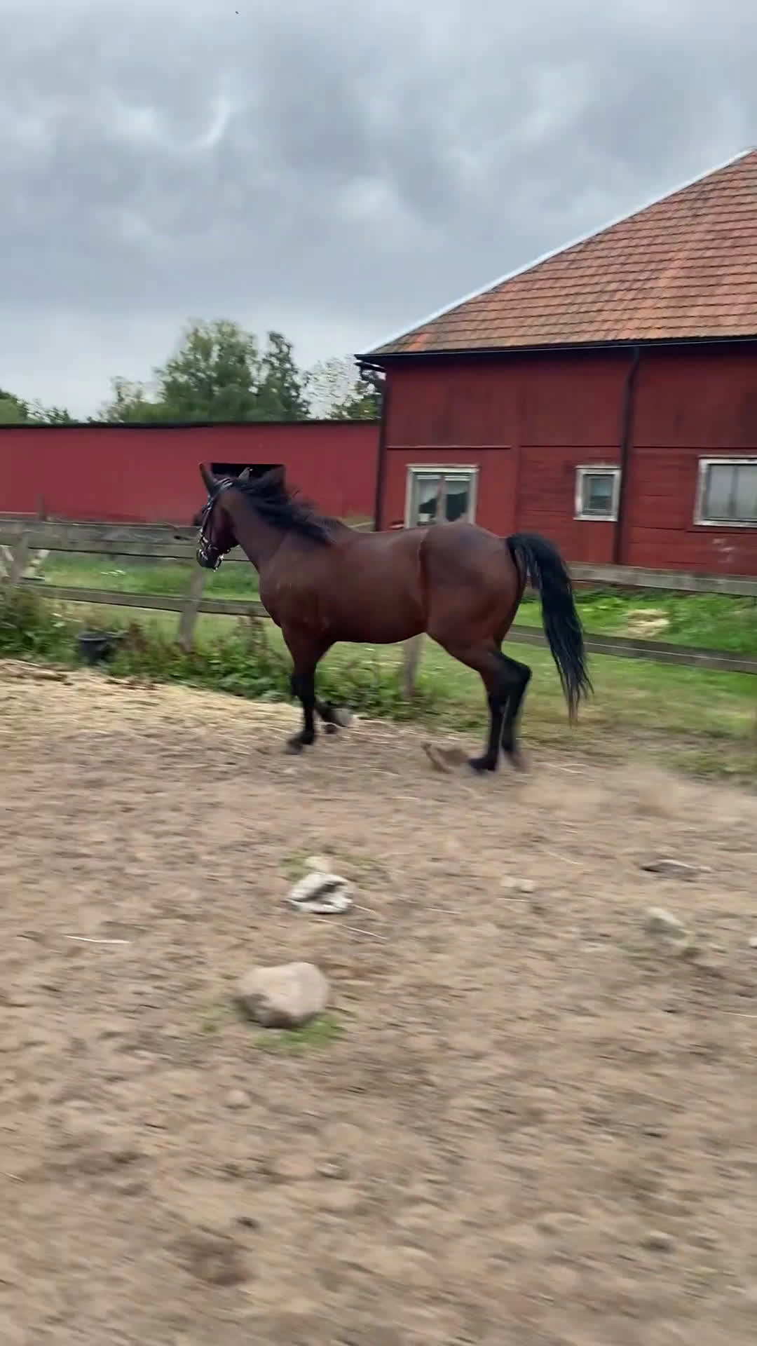 Sällskap hästar till salu: Söker ett bra hem❣️ i Nybro - Video 1