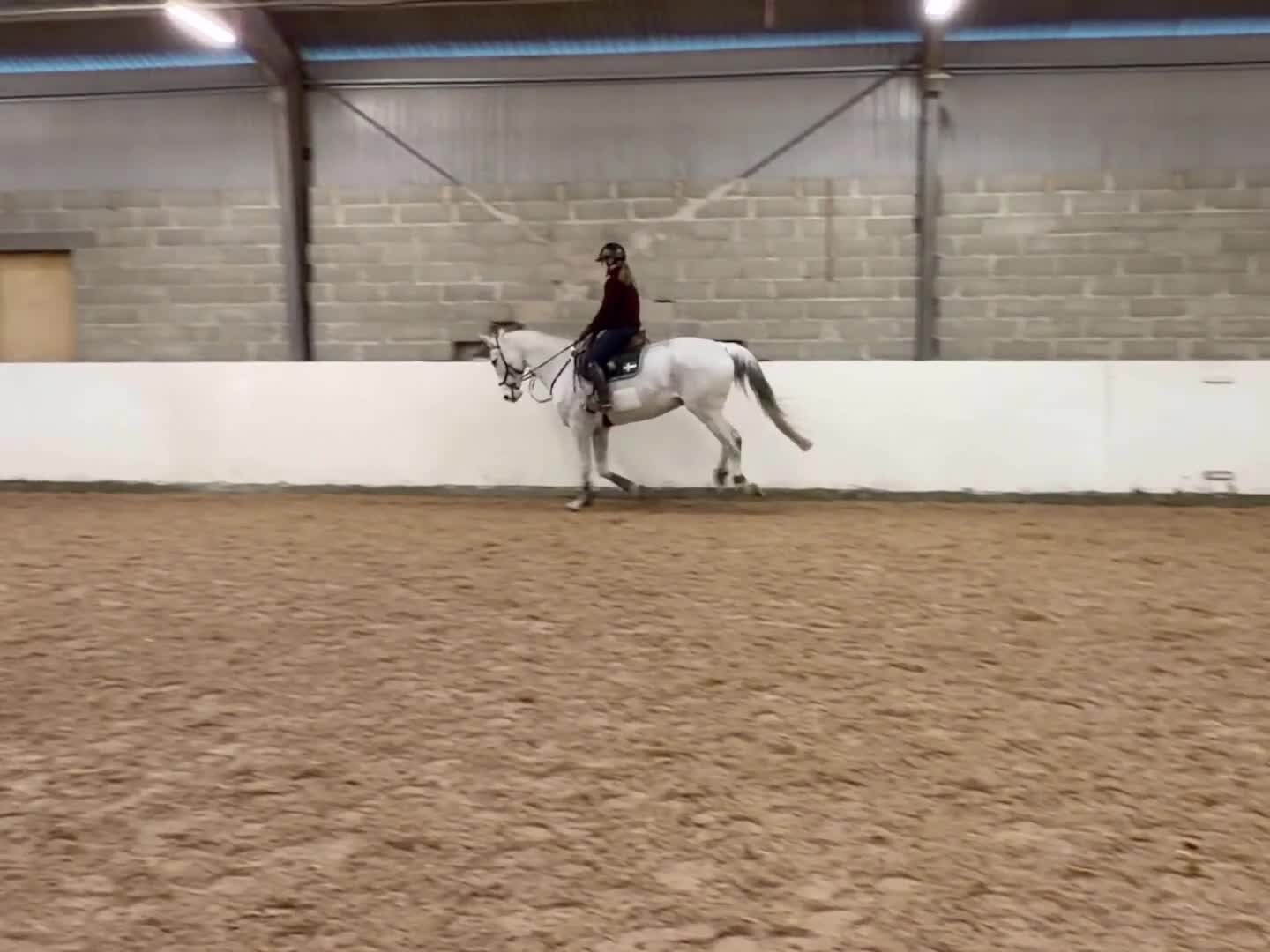 Hoppning hästar till salu: Trevlig valack - Video 2