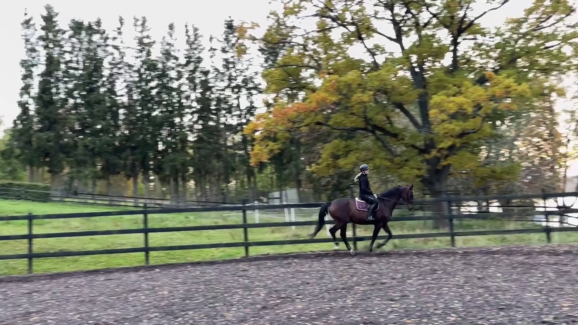 Allround hästar till salu: Perfekt allroundhäst i Vimmerby - Video 2