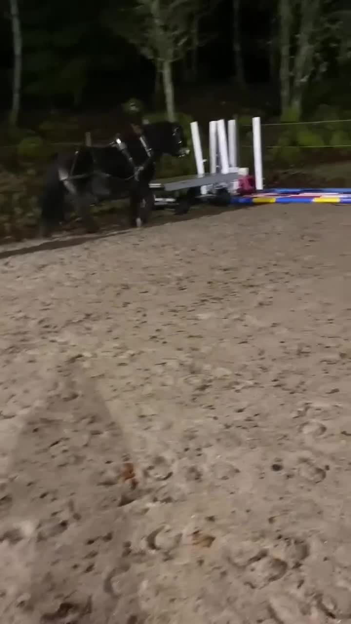 Allround hästar till salu: 11 årigt nordsvenskt sto  - Video 1