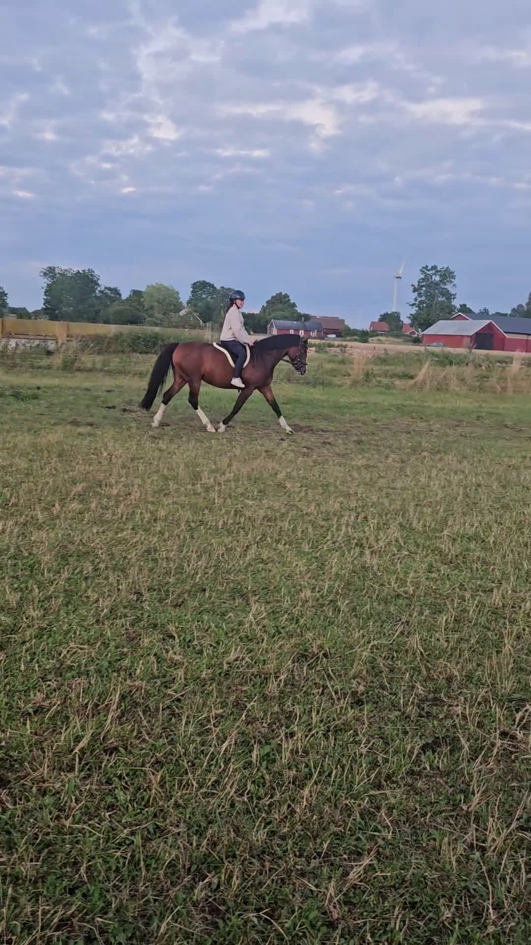 Allround hästar till salu: Avelsto/hobby ponny - Video 2