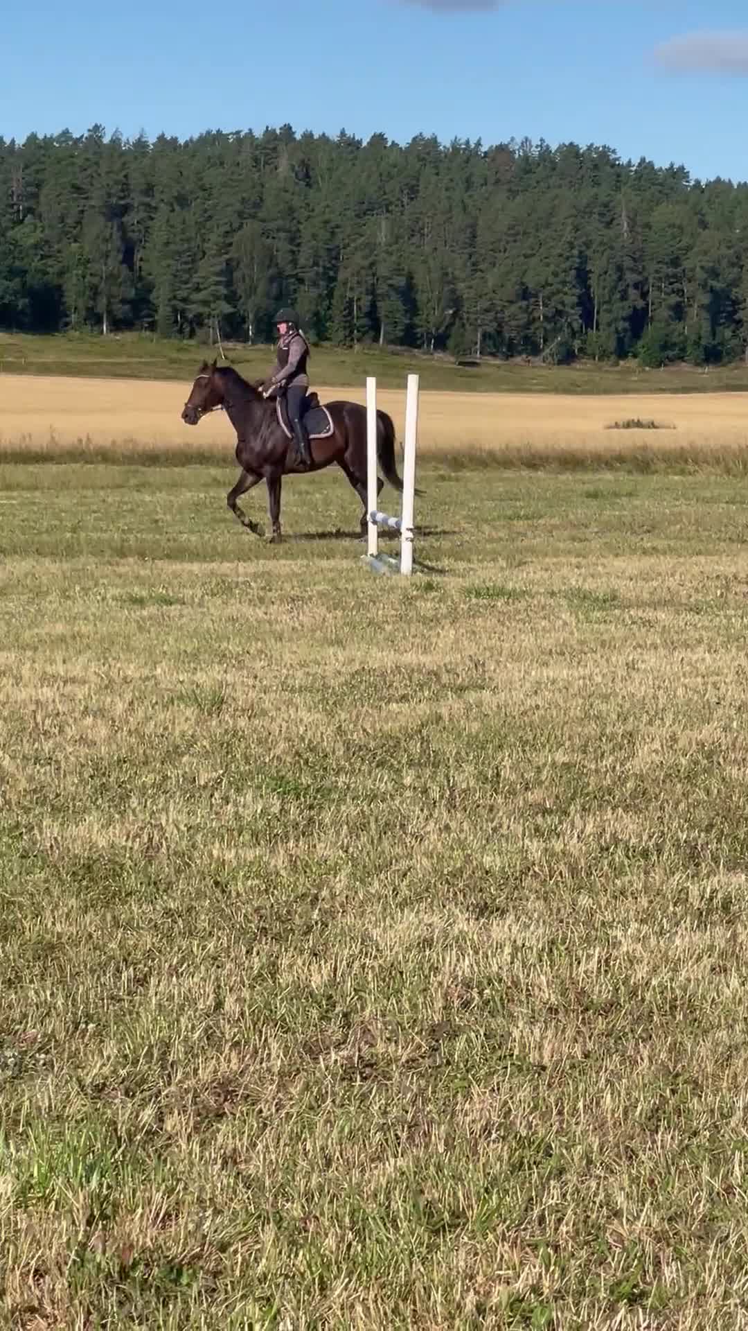 Hoppning hästar till salu: Hopp/fälttävlans sto m coolt psyke  - Video 1