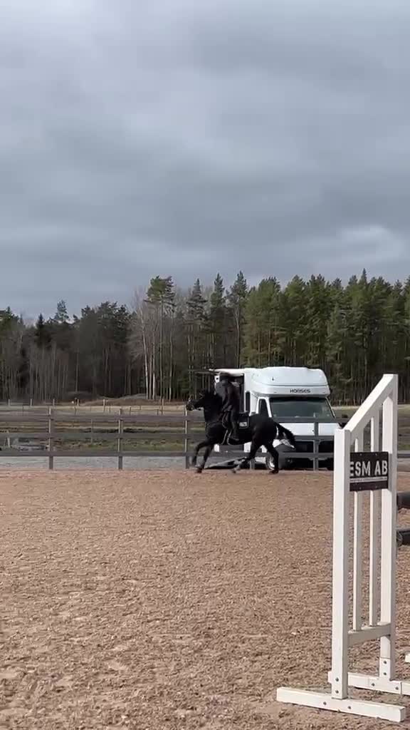 Hoppning hästar till salu: Lovande D-ponny med hjärta och potential 🌟❤️  - Video 2