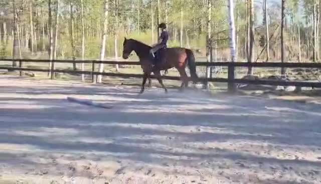 Allround hästar till salu: Gentleman som blir vad du gör honom  i Fagerhult - Video 1