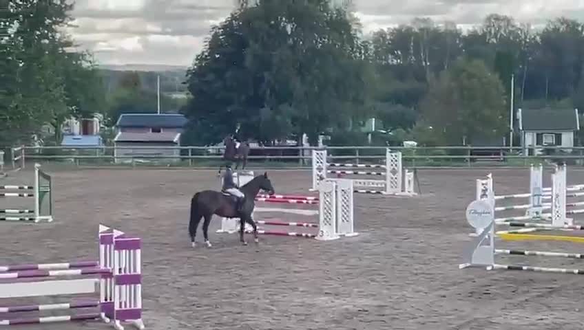Hoppning hästar till salu: Lovande tävlingshäst - Video 2