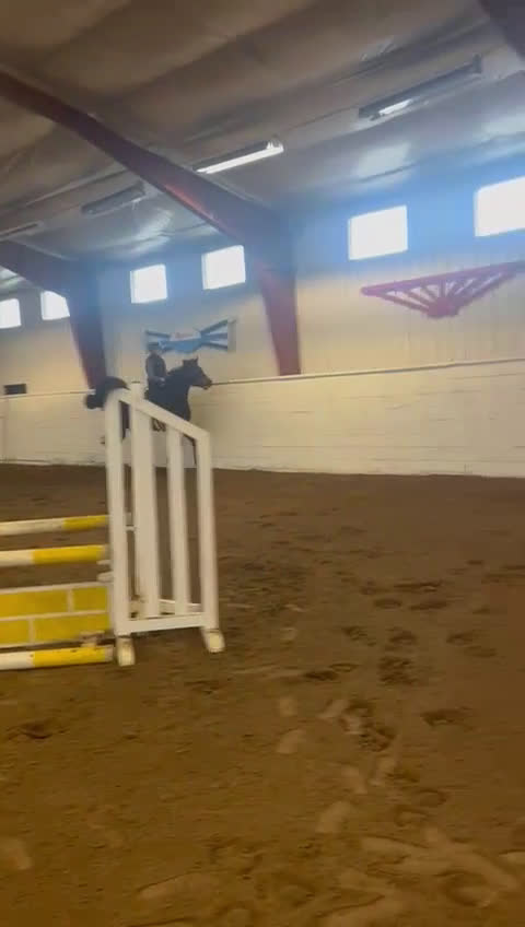 Hoppning hästar till salu: Trevlig 4åring - Video 3