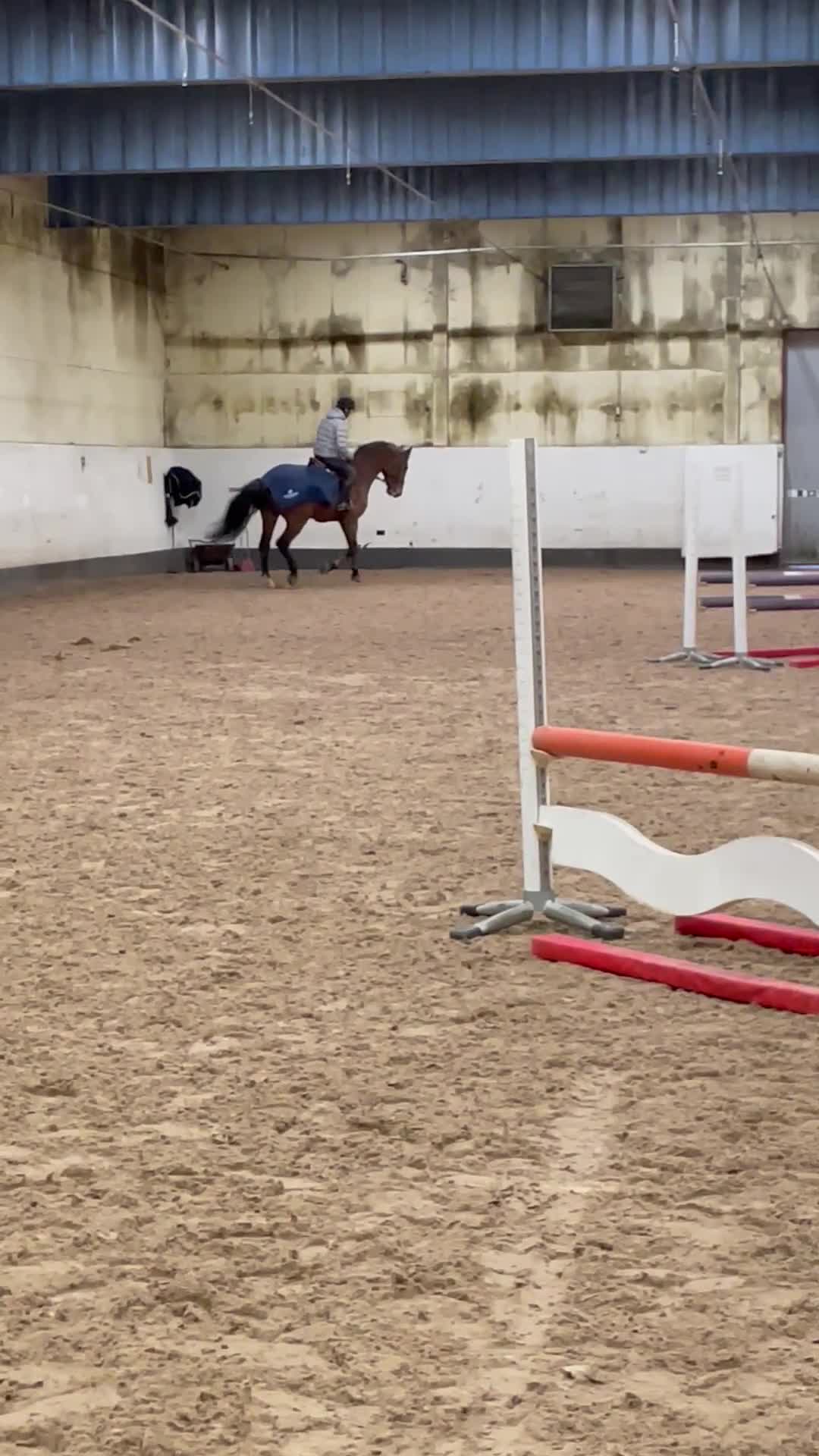 Hoppning hästar till salu: SWB hoppvalack 6 år - Video 1