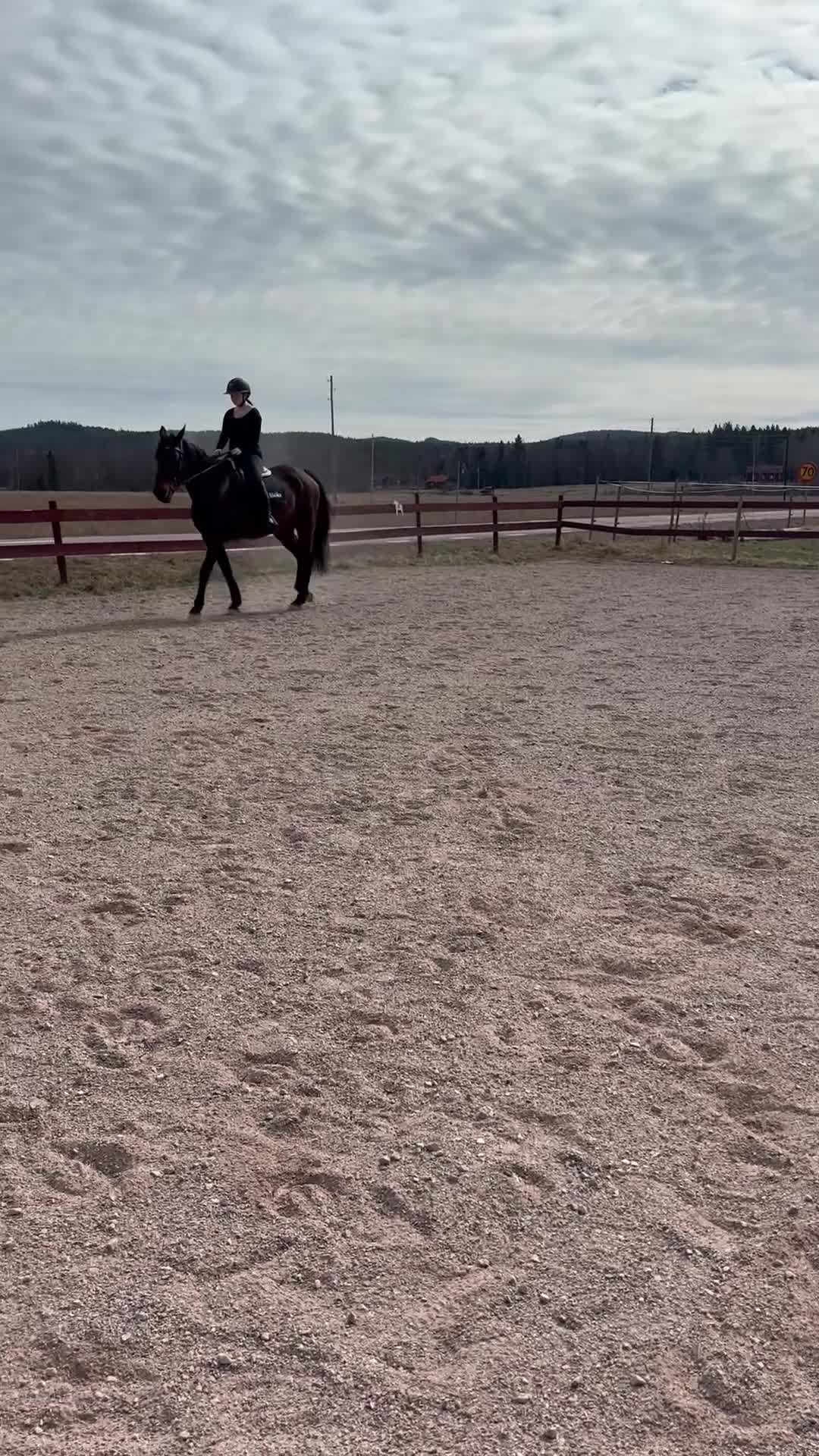 Allround hästar till salu: Bambi söker fodervärd eller nytt hem!  - Video 1