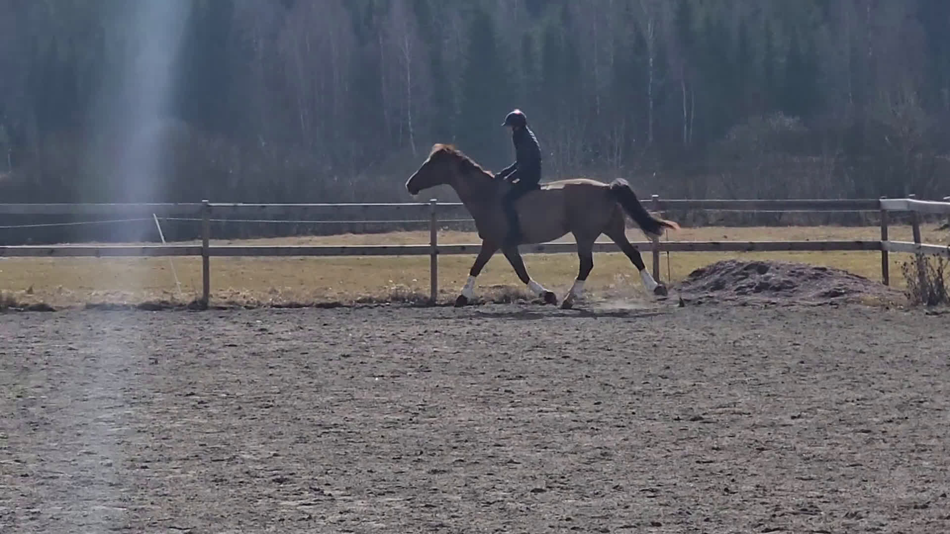 Dressyr hästar till salu: Mycket fint dressyrsto  - Video 3