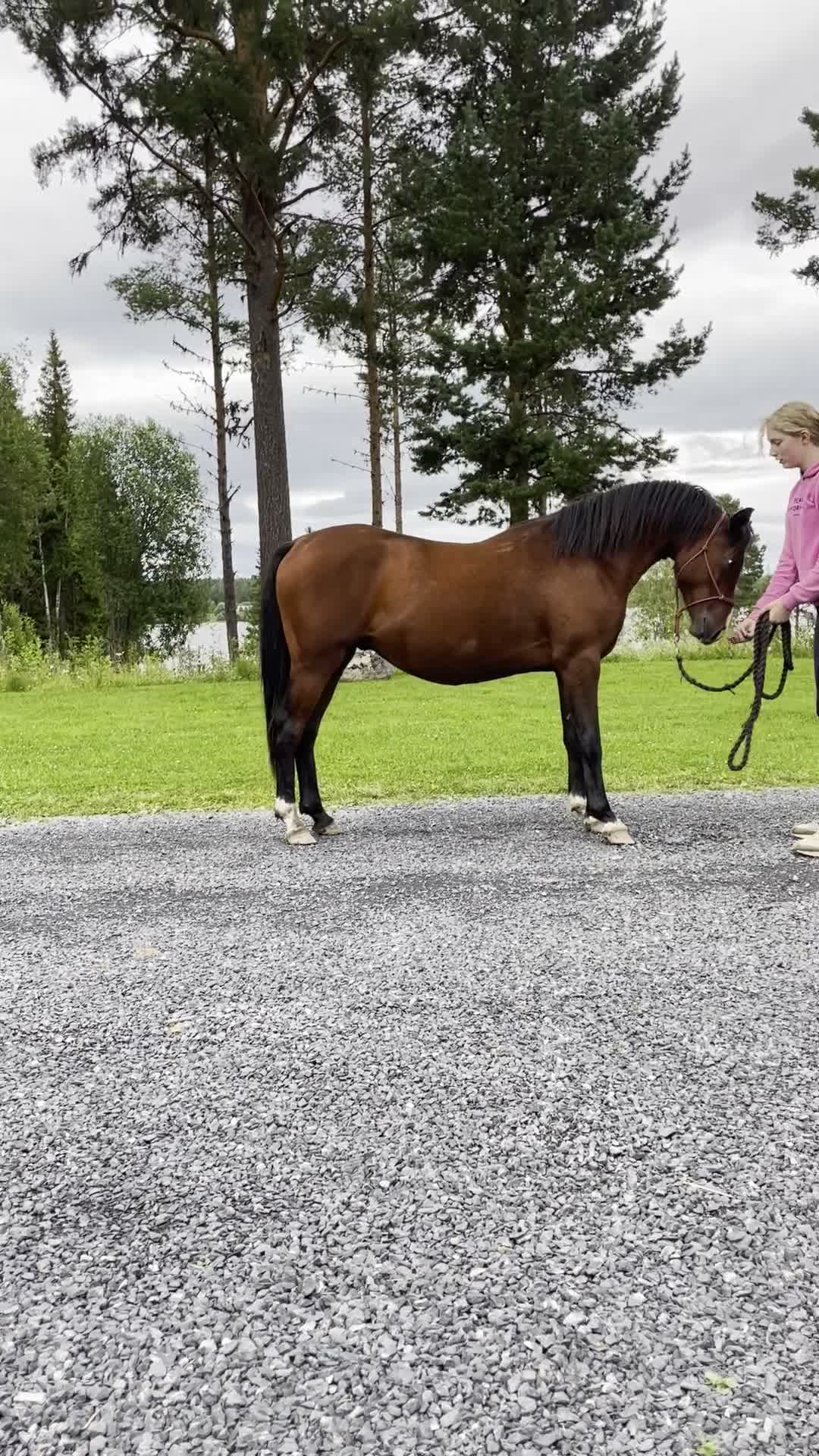 Hoppning hästar till salu: Lovande 2-årig WPB-valack (hoppning/fälttävlan) - Video 2