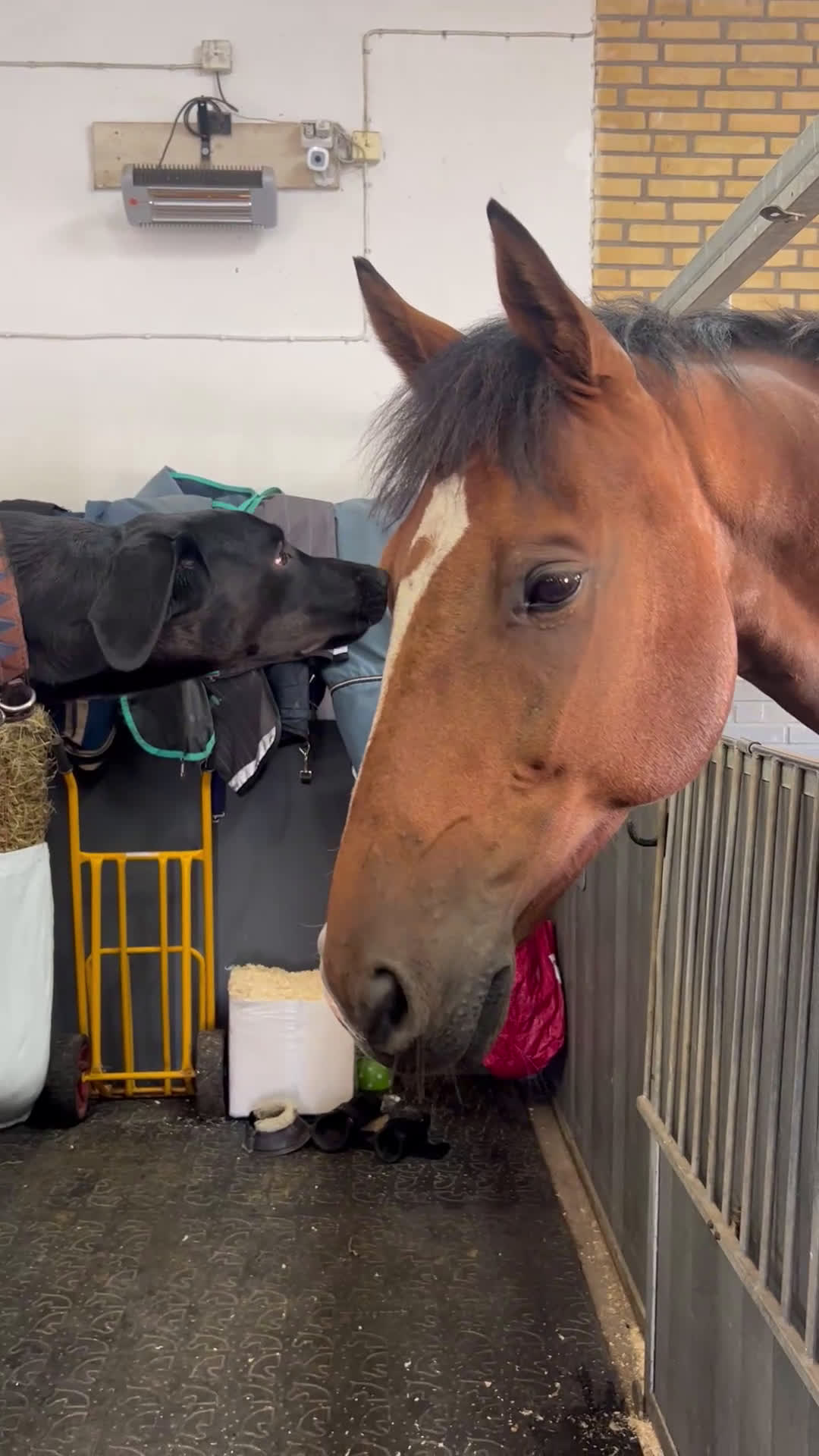 Allround hästar till salu: Världens bästa vän i Vellinge - Video 1