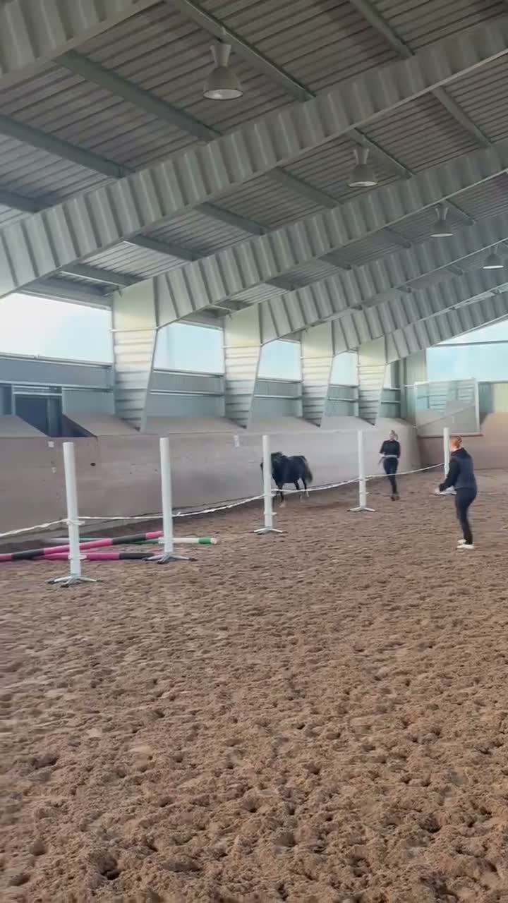 Allround hästar till salu: Superfin B -ponny - Video 1