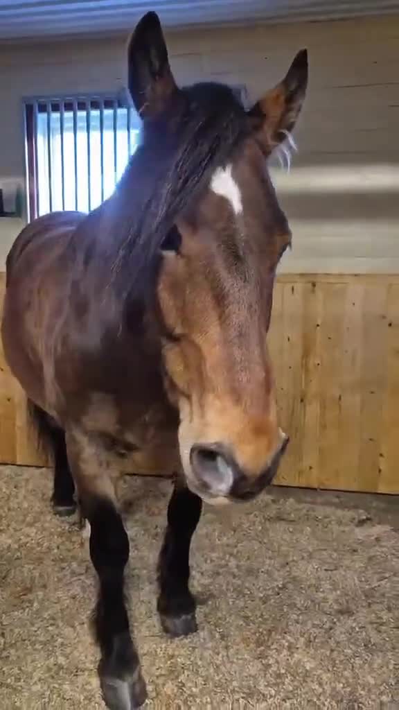 Dressyr hästar till salu: Trevlig nordsvensk - Video 2