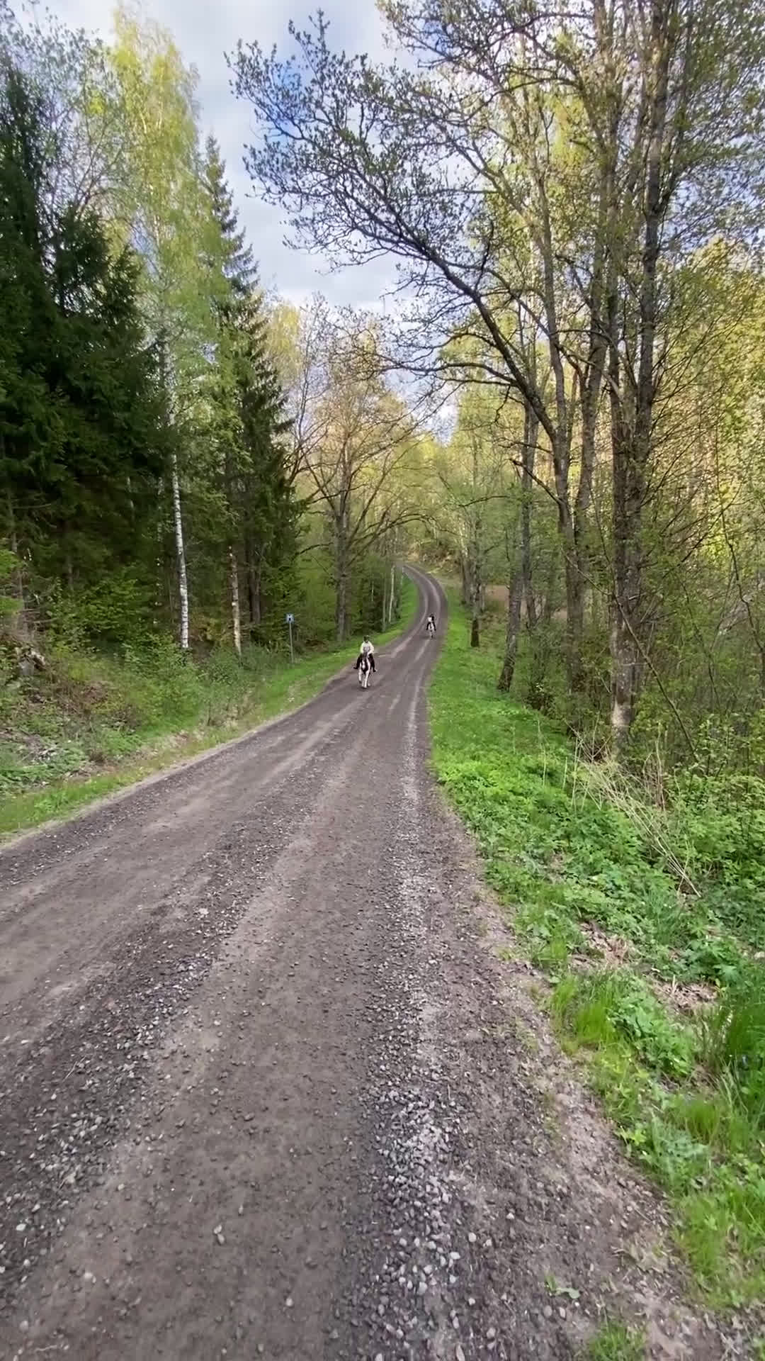  medryttarhäst sökes: Medryttarhäst Sökes - Video 3