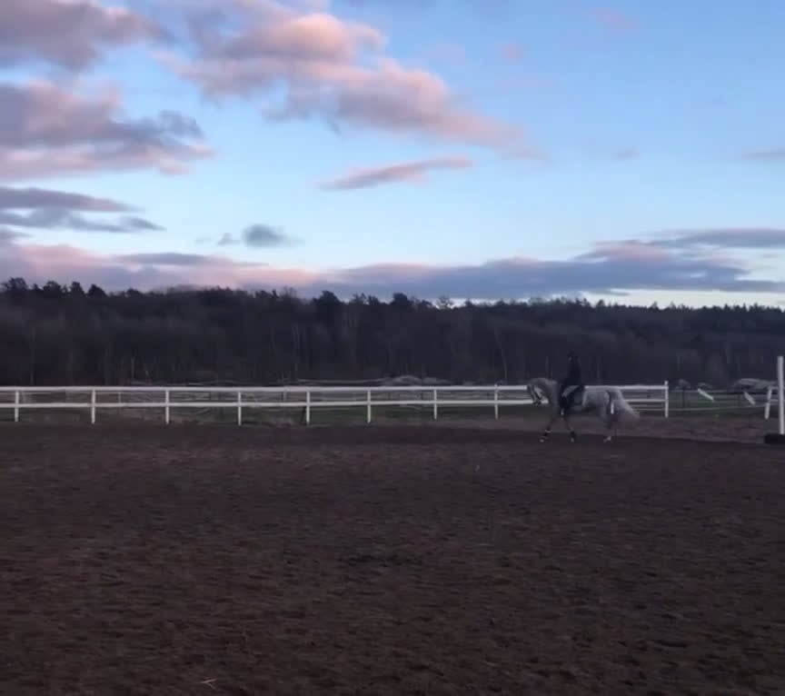 Dressyr hästar till salu: Världens bästa ponny - Video 4