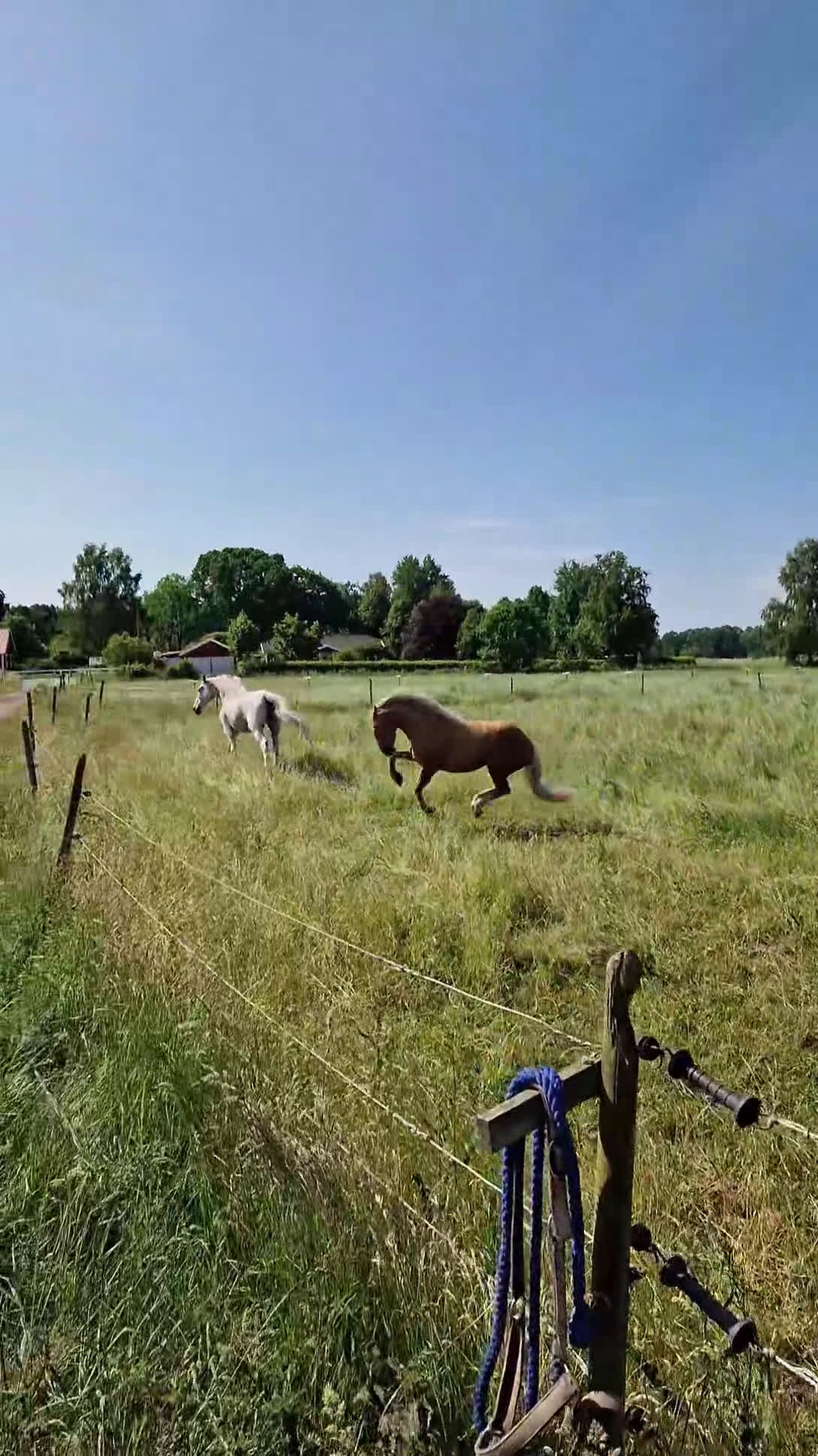 Sällskap hästar till salu: Världens snällaste GULDPONNY! i Karlshamn - Video 1