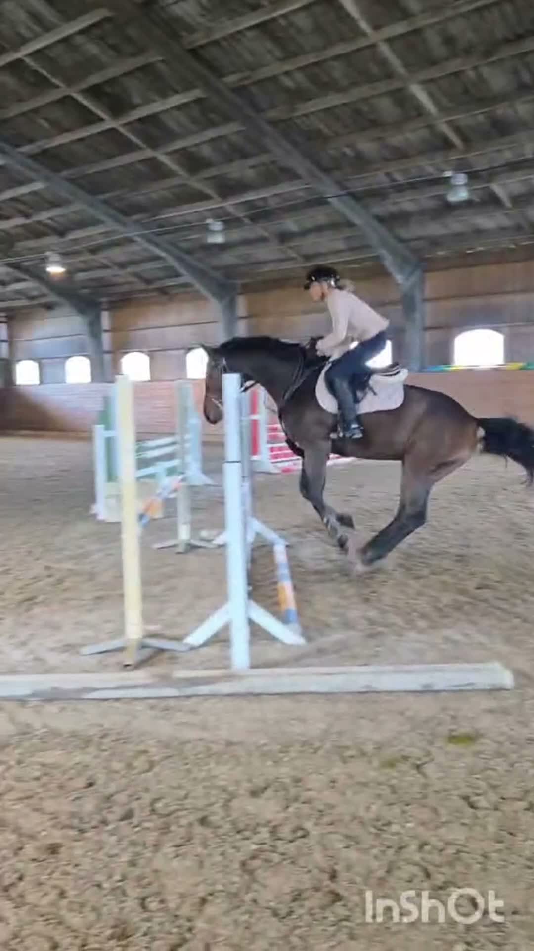 Hoppning hästar till salu: Lovande 4årigt sto med fantastisk prestationsstam! - Video 1