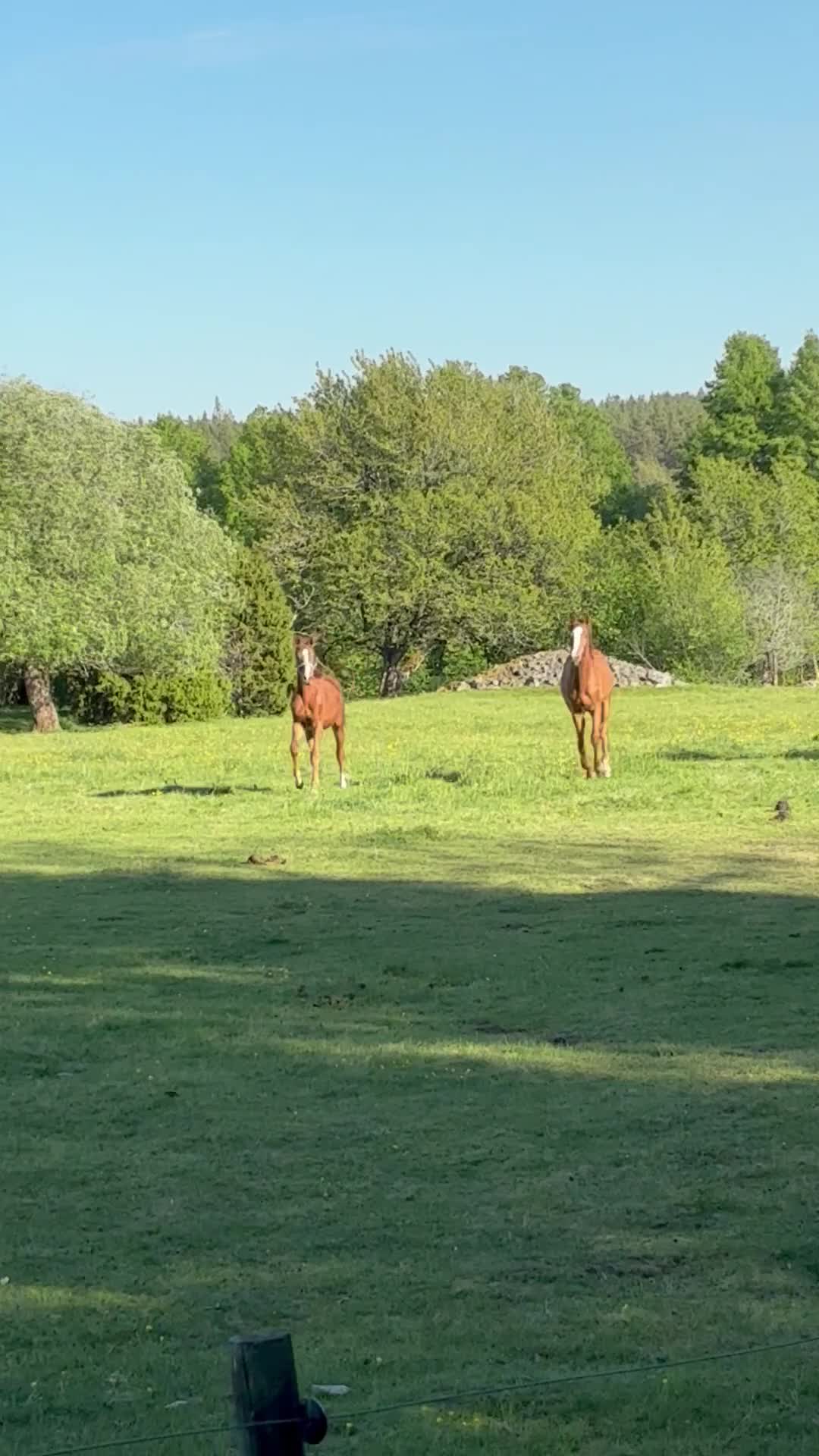Allround hästar till salu: Unikt 1års sto e. Madness(kannan-emerald)🤩 - Video 2