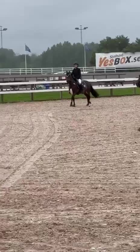 Hoppning hästar till salu: Superfin B-ponny till salu!💘 - Video 3