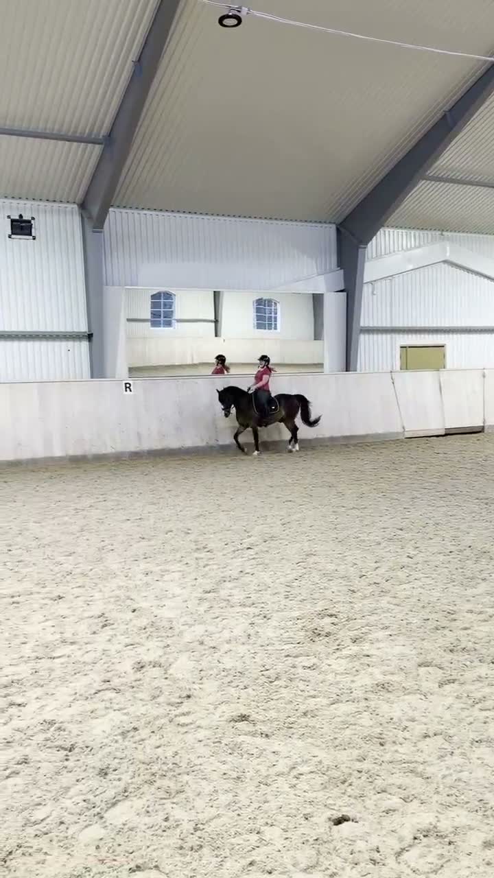 Allround hästar till salu: Världens bästa läromästare ❤️ - Video 2