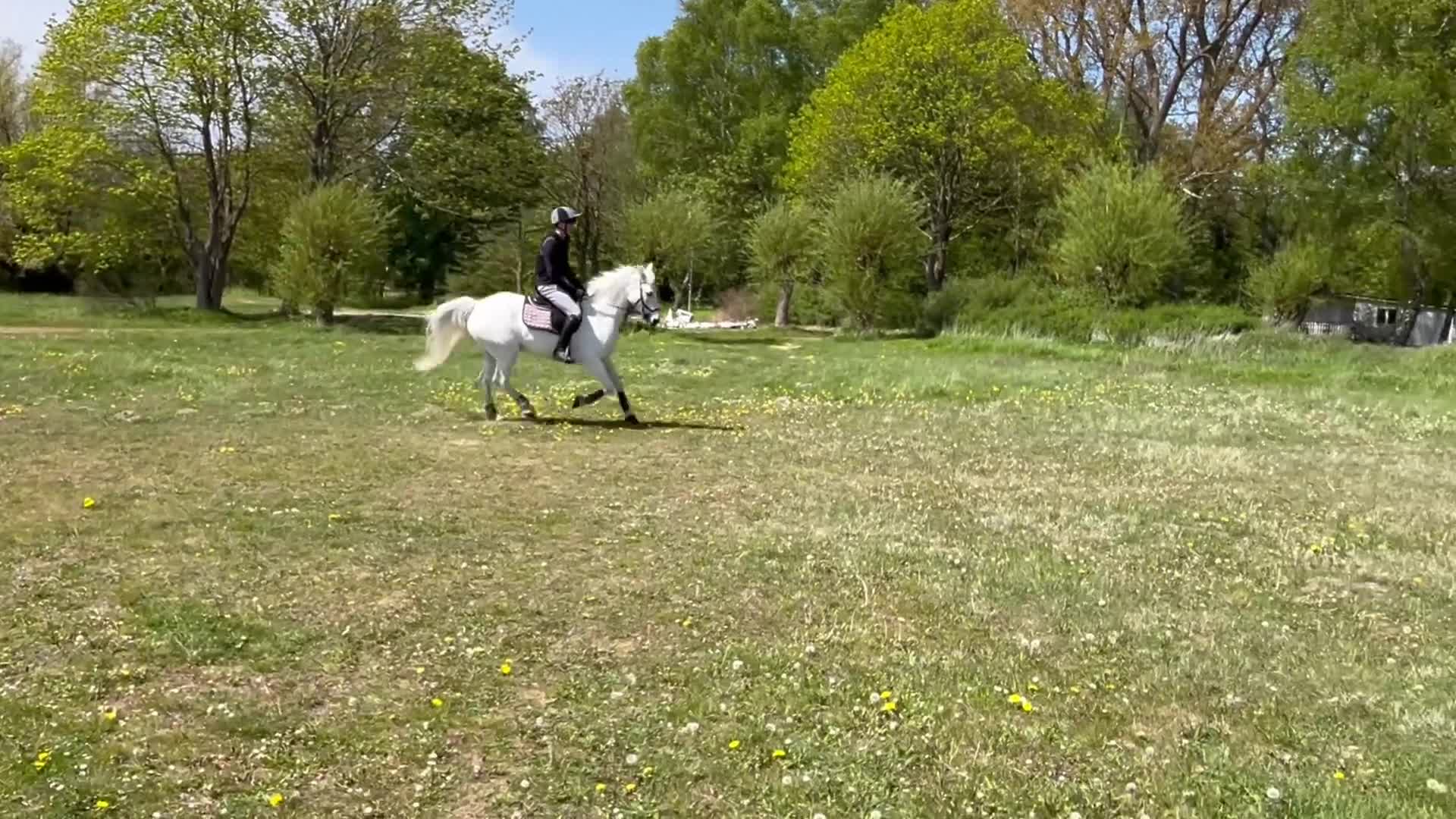 Fälttävlan hästar till salu: Rutinerad fälttävlans ponny! - Video 1