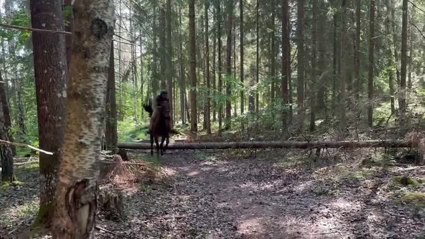 Allround hästar till salu: Bästa vän till rutinerad ryttare i Rimbo - Video 2