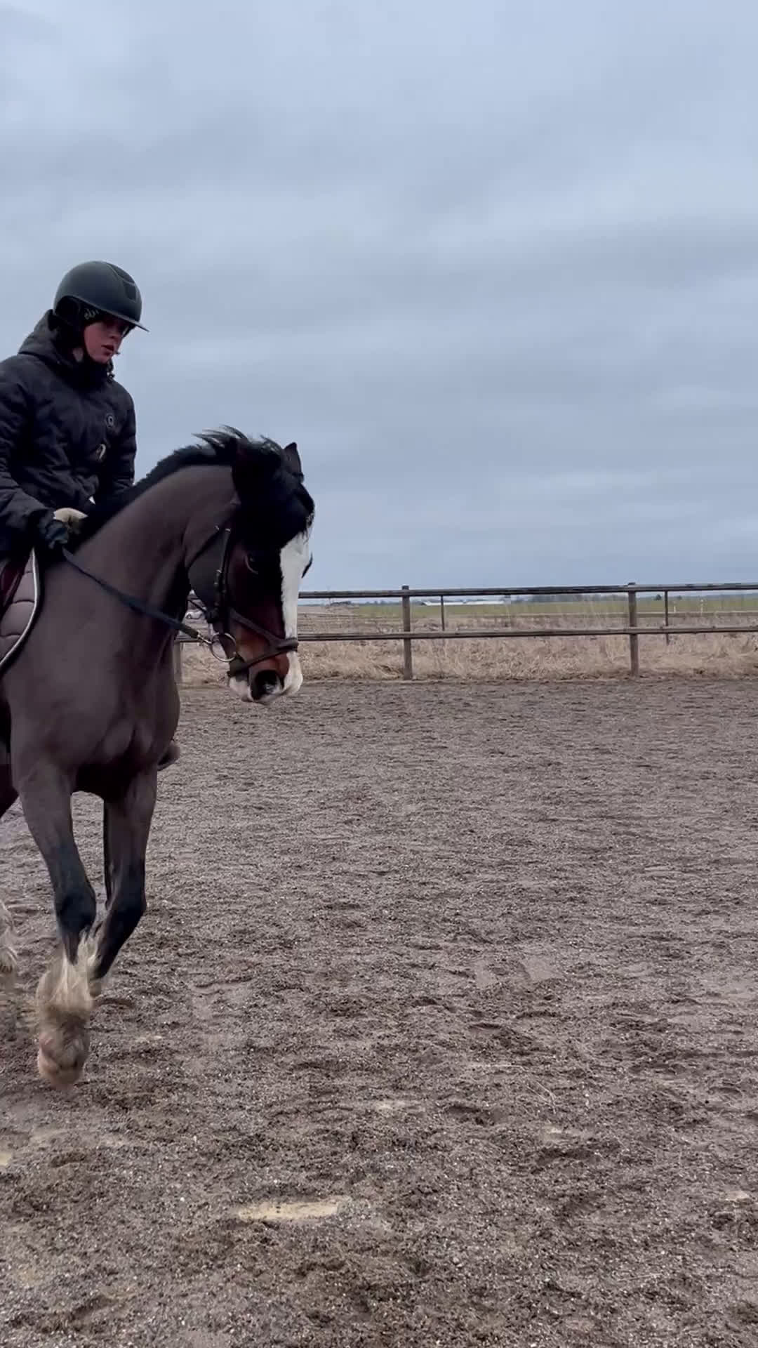  foderhäst finnes: Läromästare & tränings kompis - Video 2