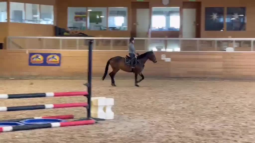 Hoppning hästar till salu: Trevlig 4åring - Video 2
