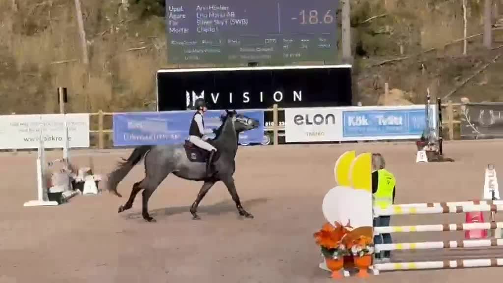 Hoppning hästar till salu: 4-årigt sto e. Silber sky - Video 2