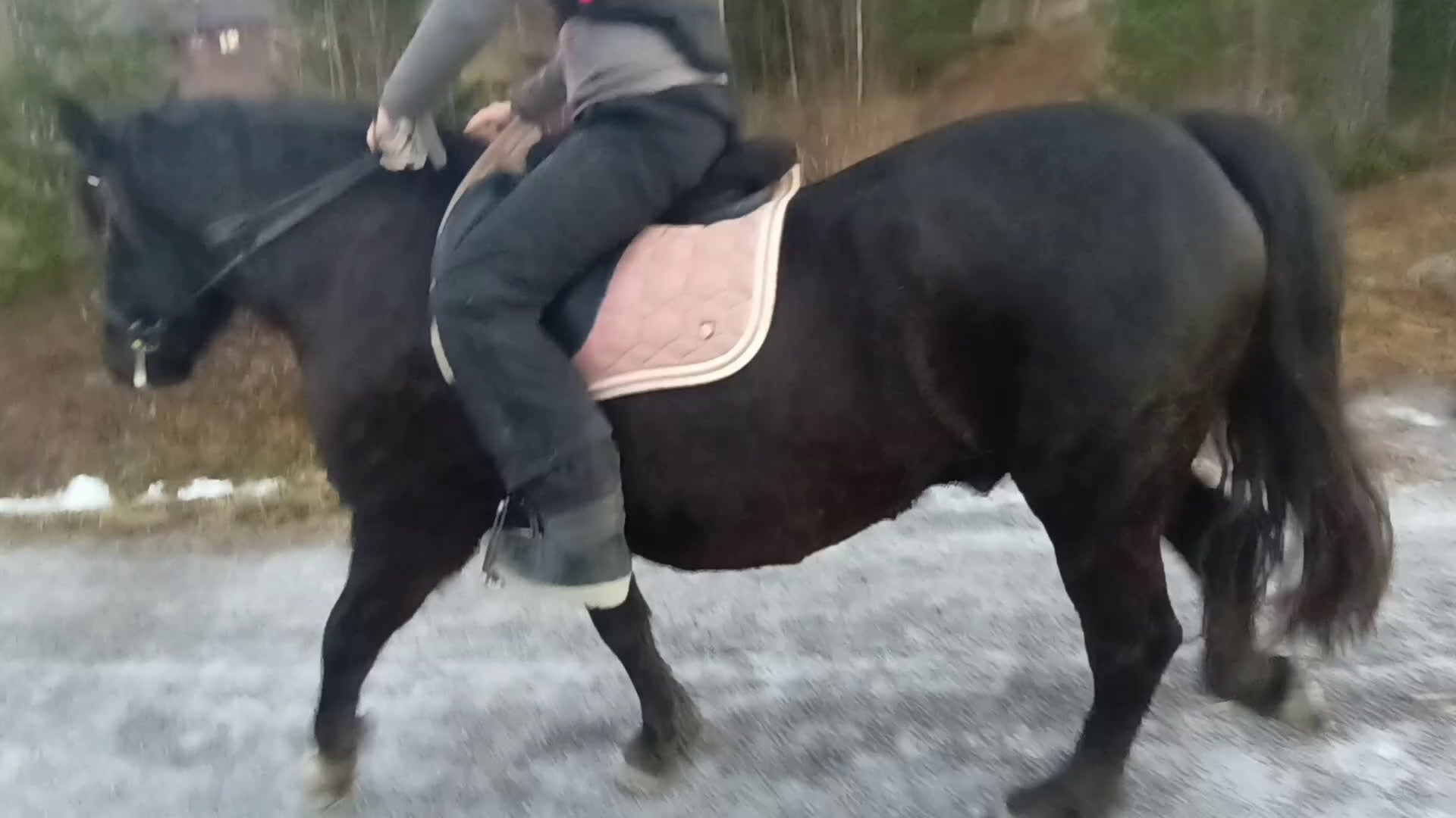 Allround hästar till salu: 7-årig kallblodsvallack. i Matfors - Video 1