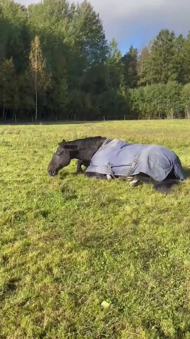  medryttarhäst finnes: Söker en till medryttare till stort halvblod i Grödinge - Video 1