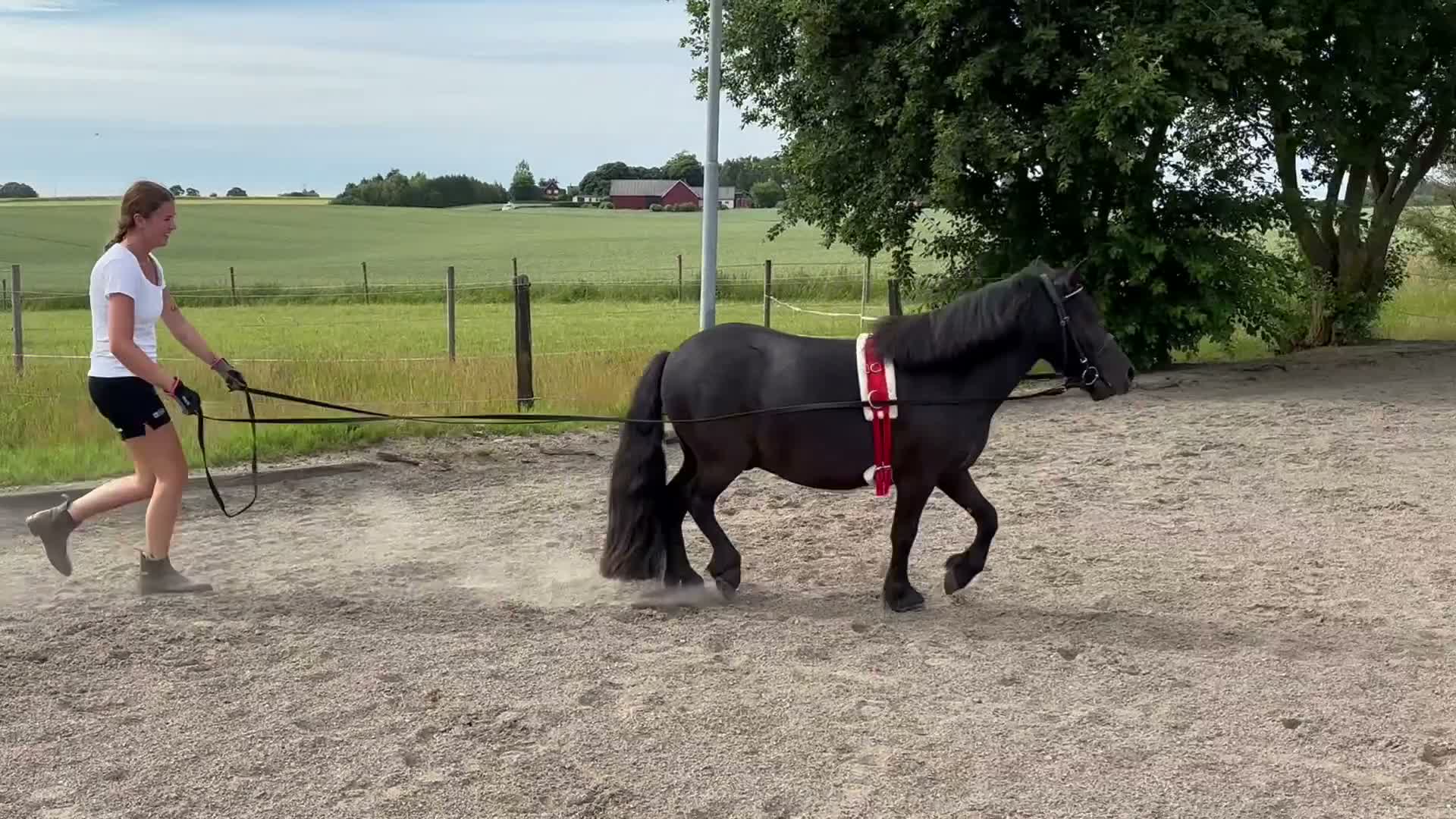 Allround hästar till salu: Social Shettis valack - Video 1