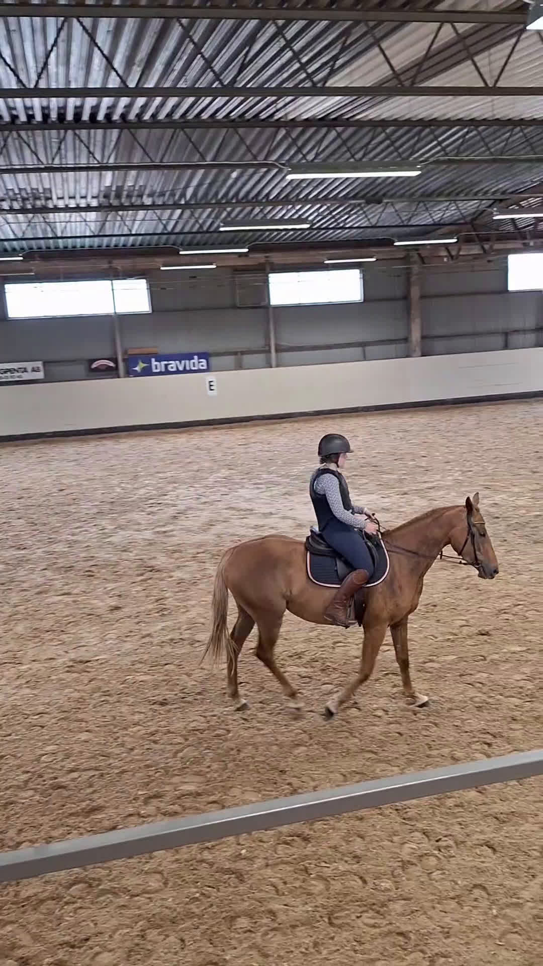 Hoppning hästar till salu: Sportigt sto e. Magic Park. inriden i Halmstad - Video 5