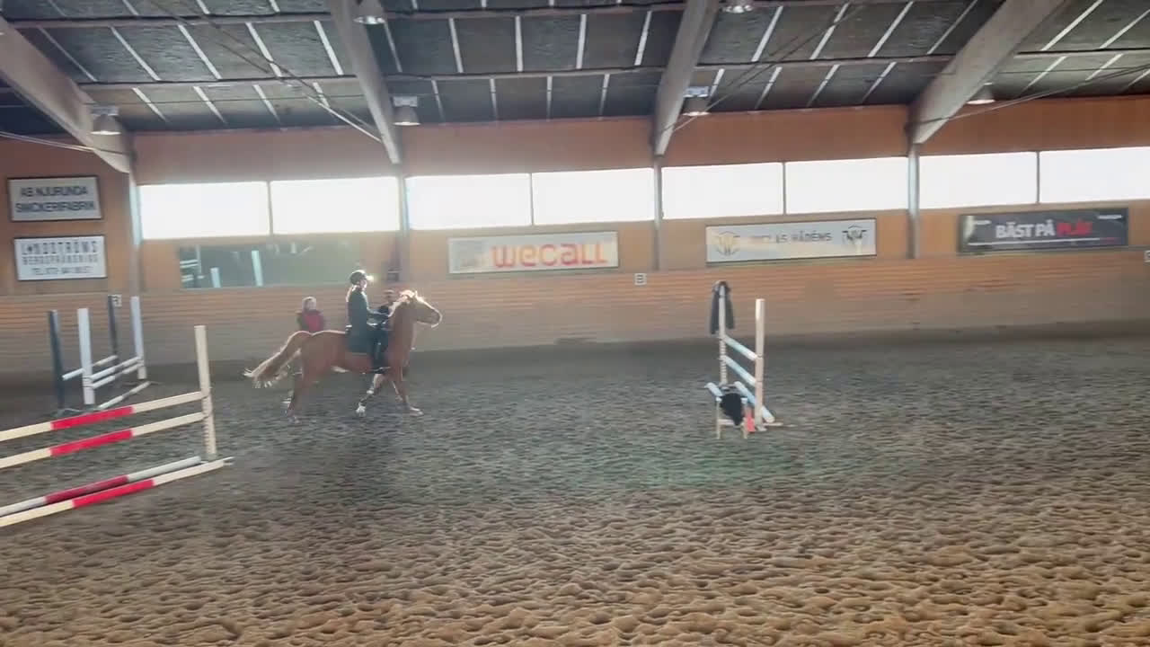 Hoppning hästar till salu: Ponny med ett hjärta av guld! i Sundsvall - Video 1