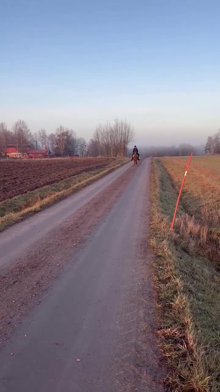 Allround hästar till salu: Fantastisk  läromästare - Video 3