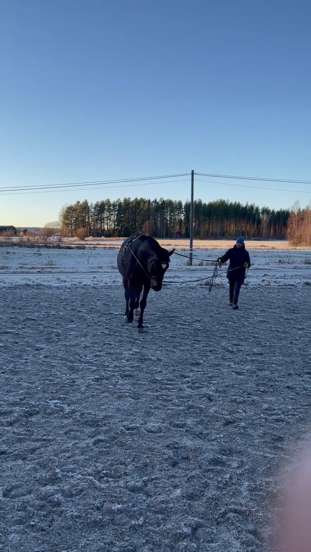 Allround hästar till salu: Lyxigaste skogsmullen  i Piteå - Video 2