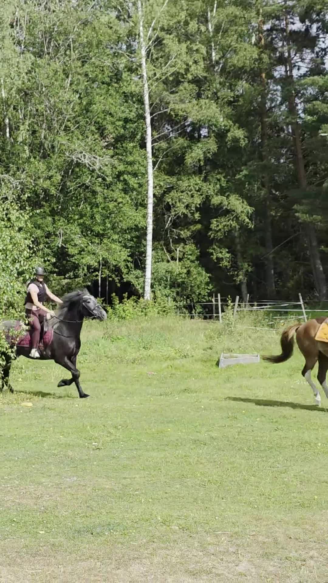 Hoppning hästar till salu: Super fin ungponny  - Video 3