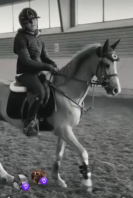 Hoppning hästar till salu: SM ponny i Vellinge - Video 1