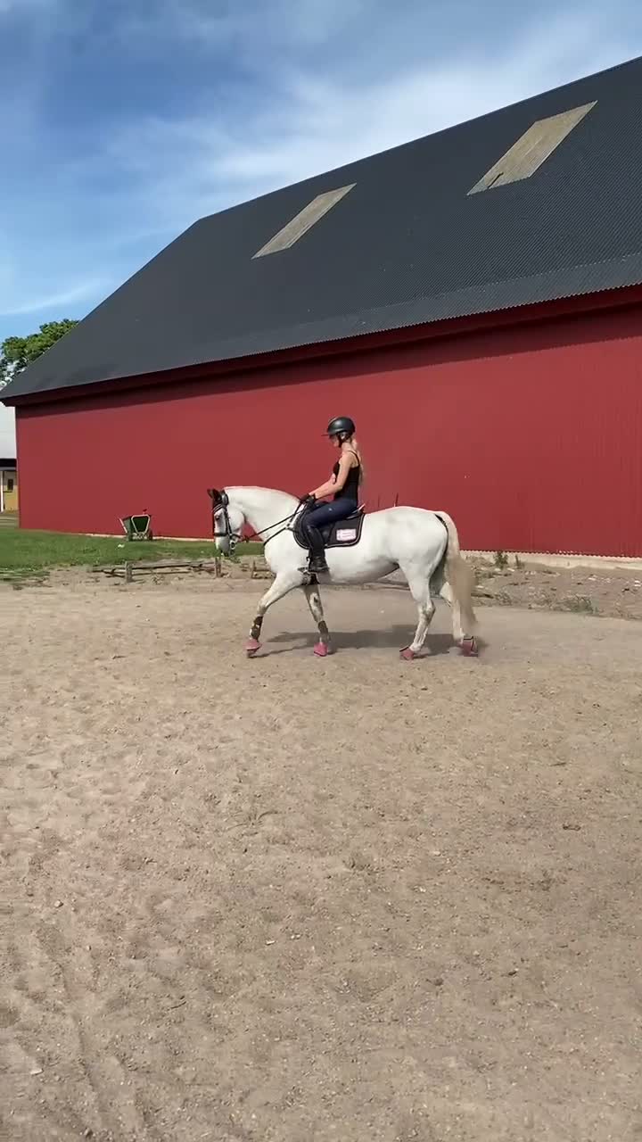 Hoppning hästar till salu: Snällaste Issy söker nytt hem.  - Video 1