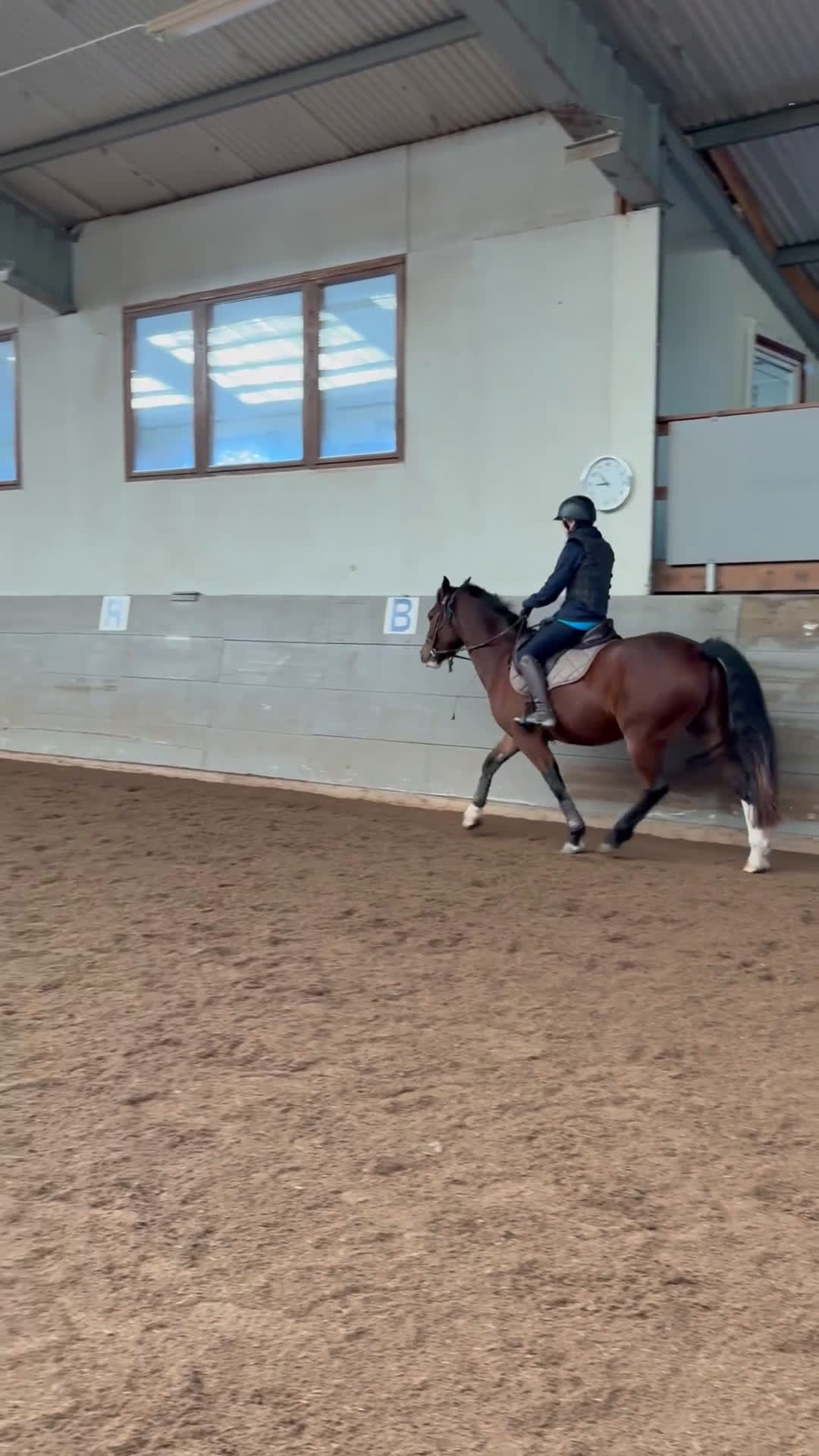 Allround hästar till salu: 3-årig hopptalang med bra gångarter!  i Hjo - Video 3