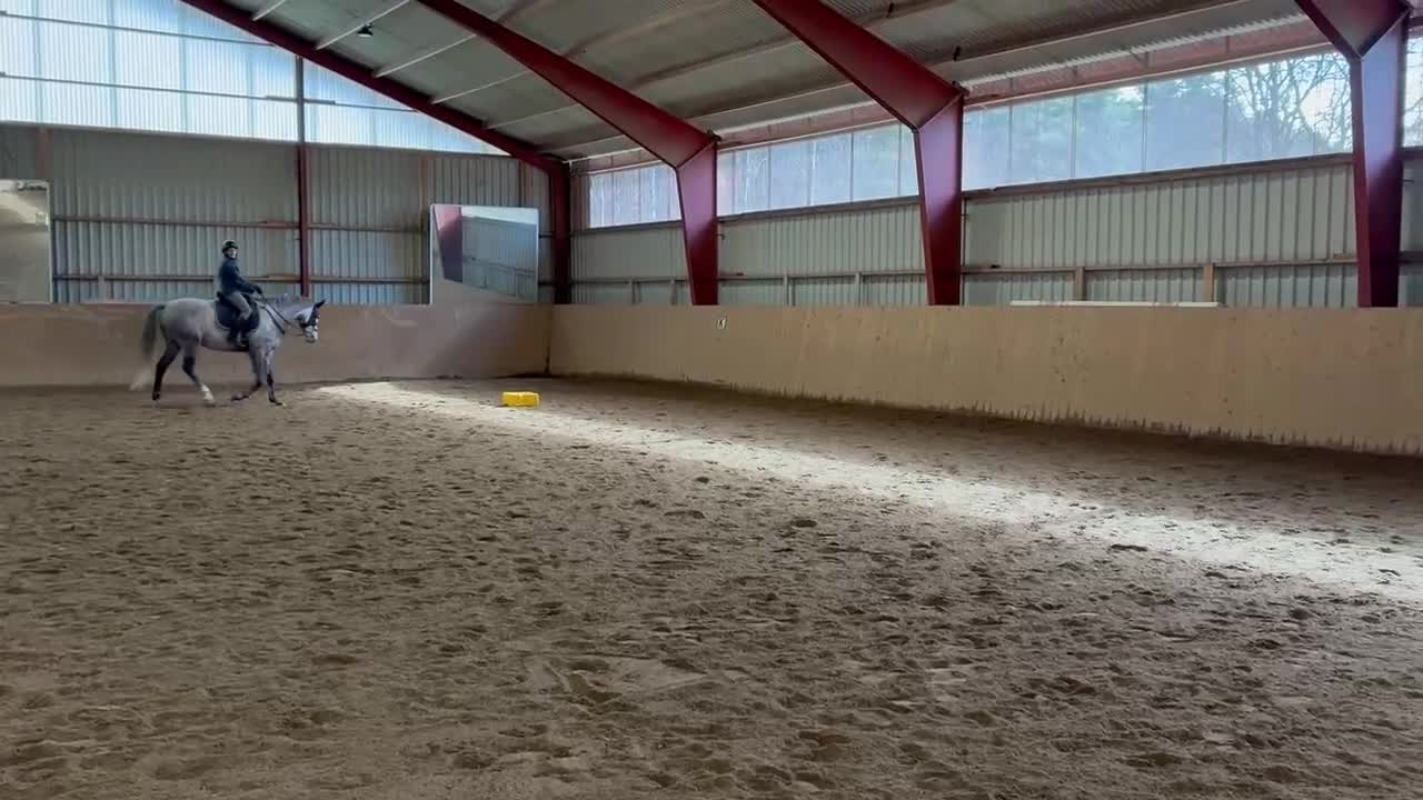 Dressyr hästar till salu: Utvecklingsbar - Video 1