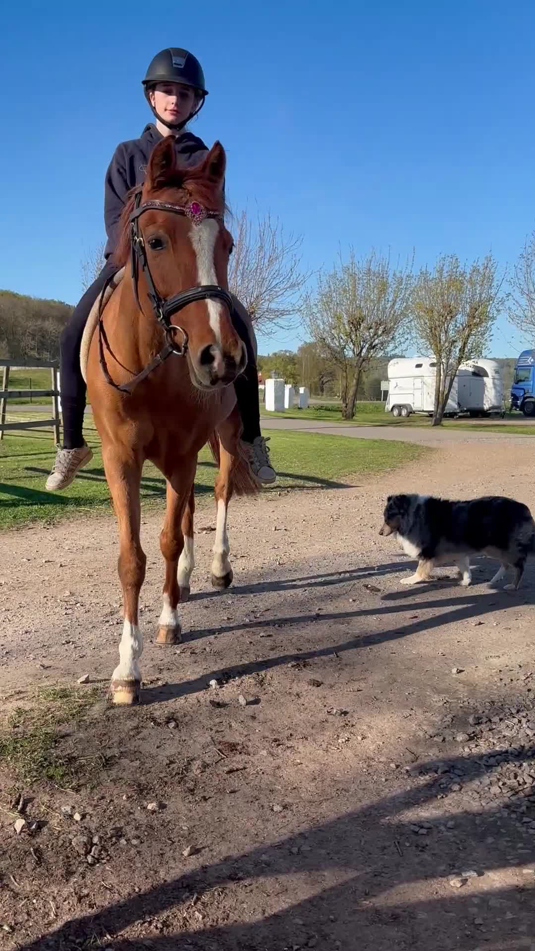 Hoppning hästar till salu: En diamant till ponny - Video 3