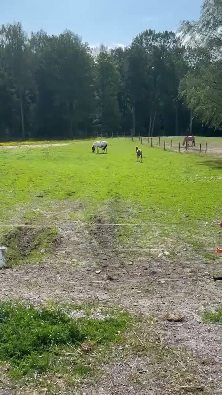 Allround hästar till salu: Åring e. Cornettino Ask - Video 1