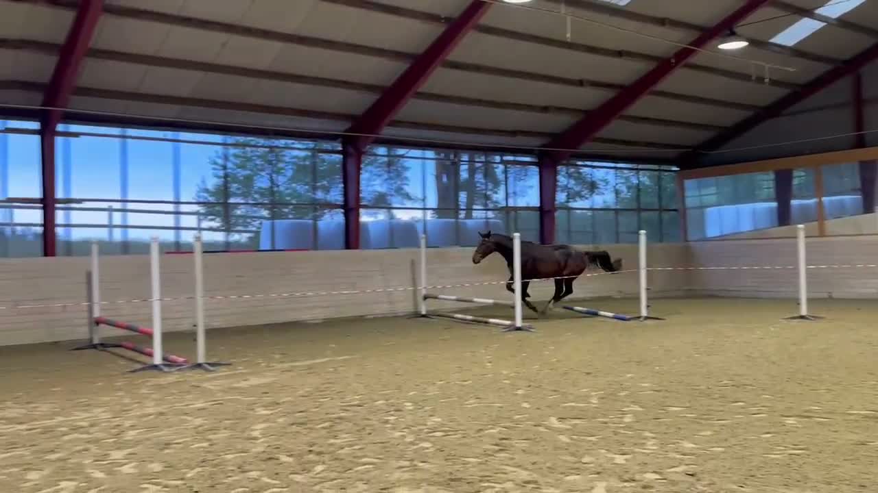 Hoppning hästar till salu: El Barone - Cardento - Irco Marco - Video 2