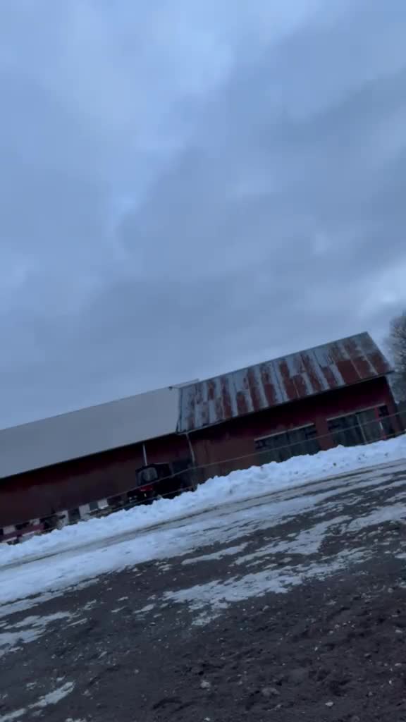 Island hästar till salu: Trevlig valack 3 år - Video 3