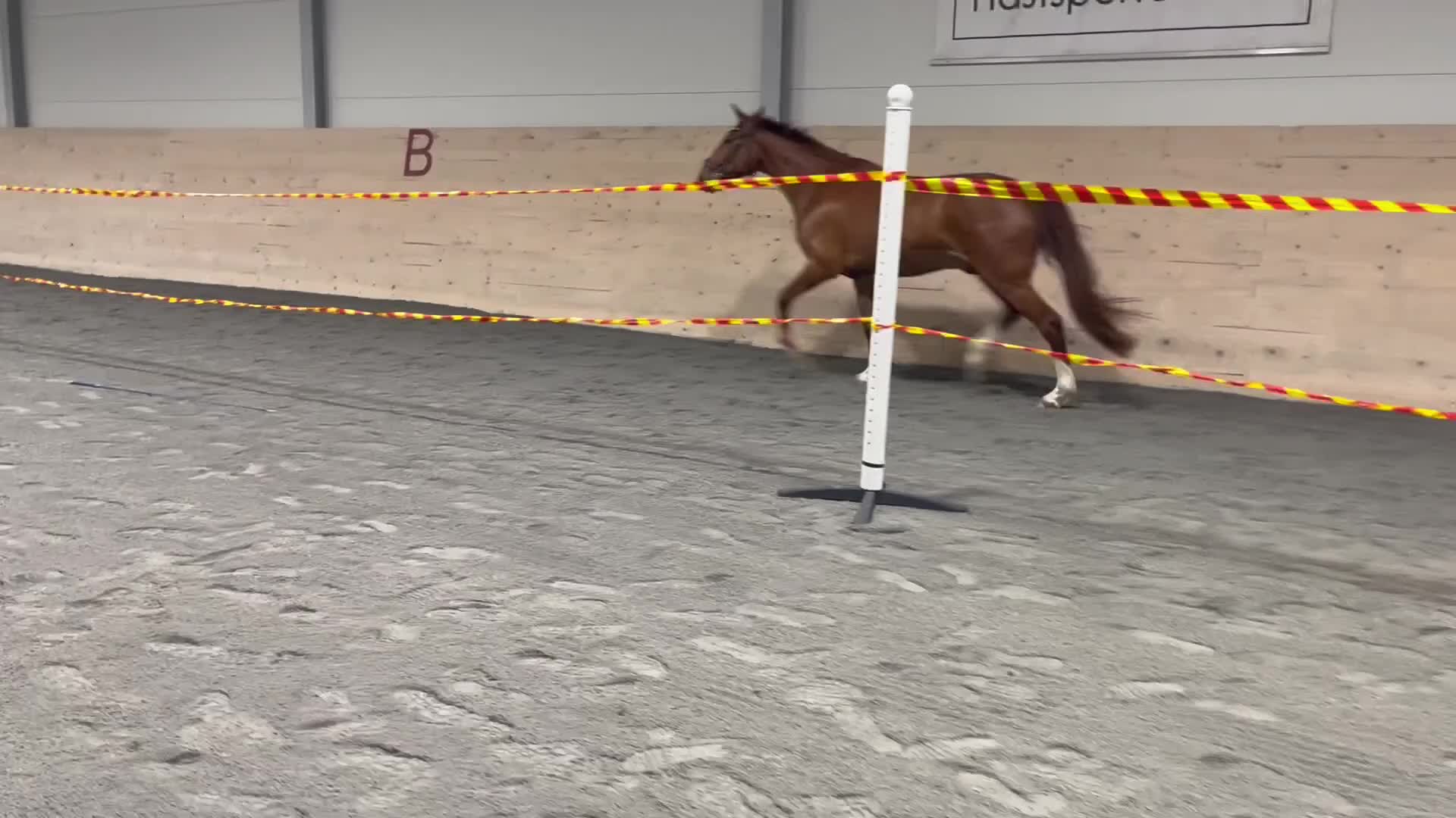 Hoppning hästar till salu: Toppen valack för den mindre plånboken.  - Video 1