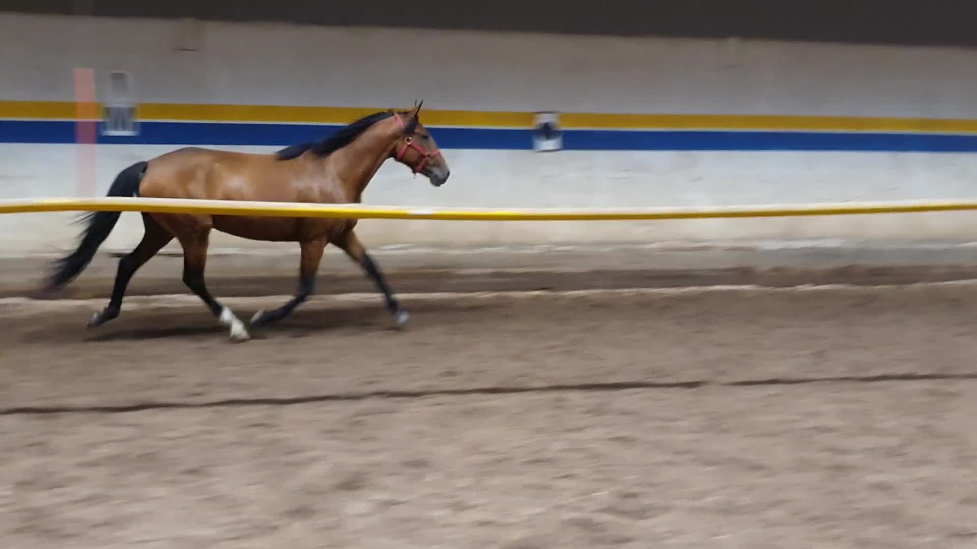 Allround hästar till salu: Tjej med gott hjärta i Mariestad - Video 1