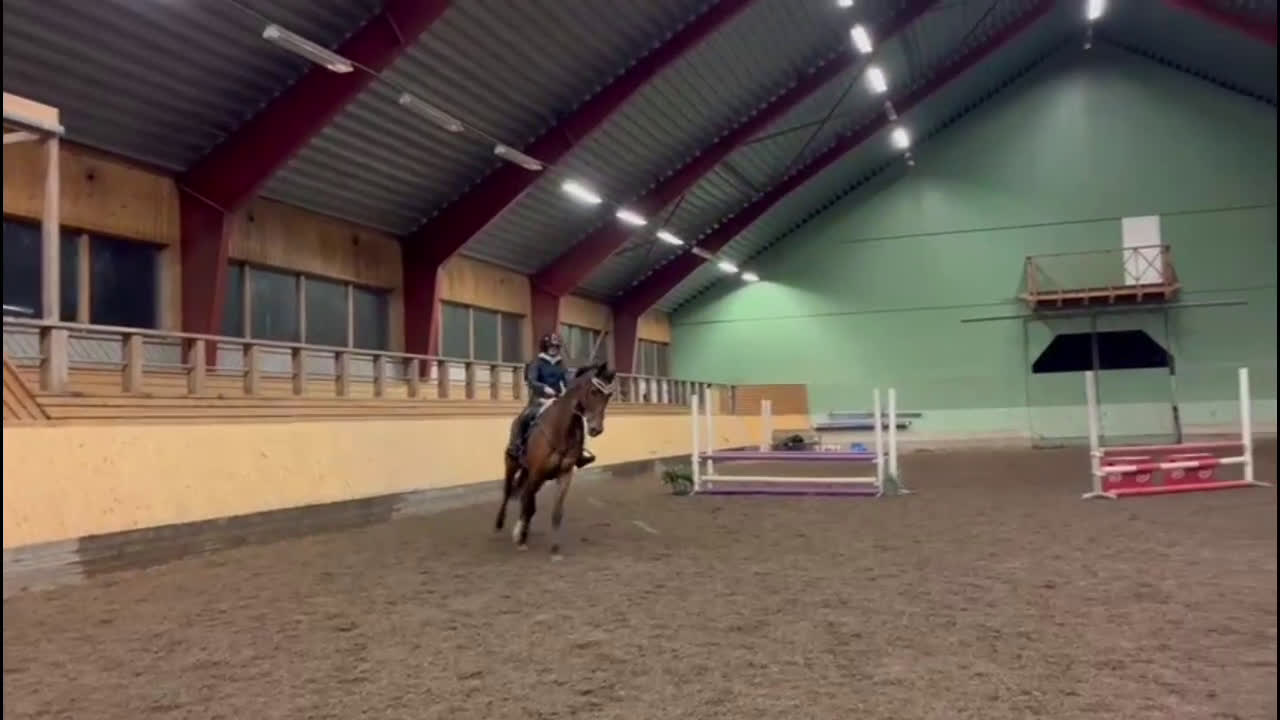 Allround hästar till salu: Kvalitativ allroundhäst till fyndpris i Vellinge - Video 1