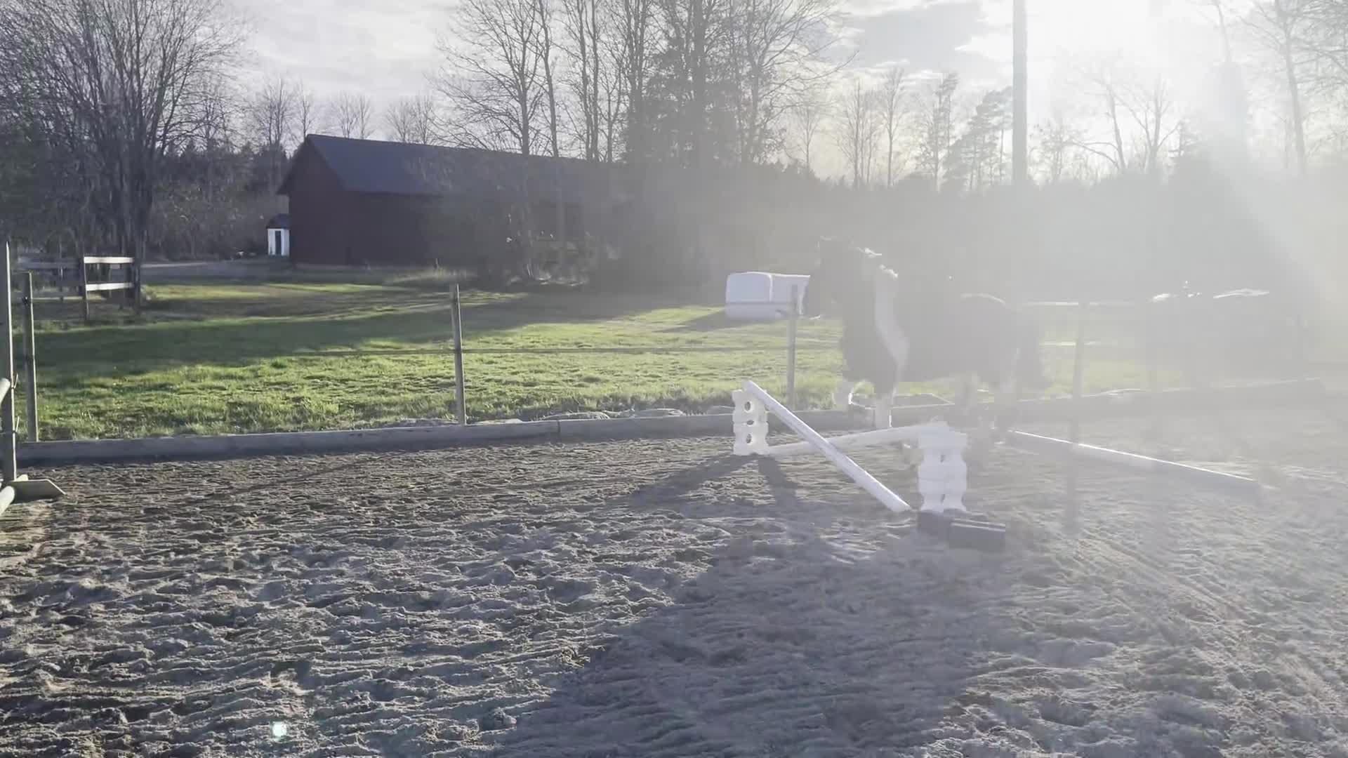 Fälttävlan hästar till salu: Pigg ponny med hjärtat på rätt ställe i Norrtälje - Video 2